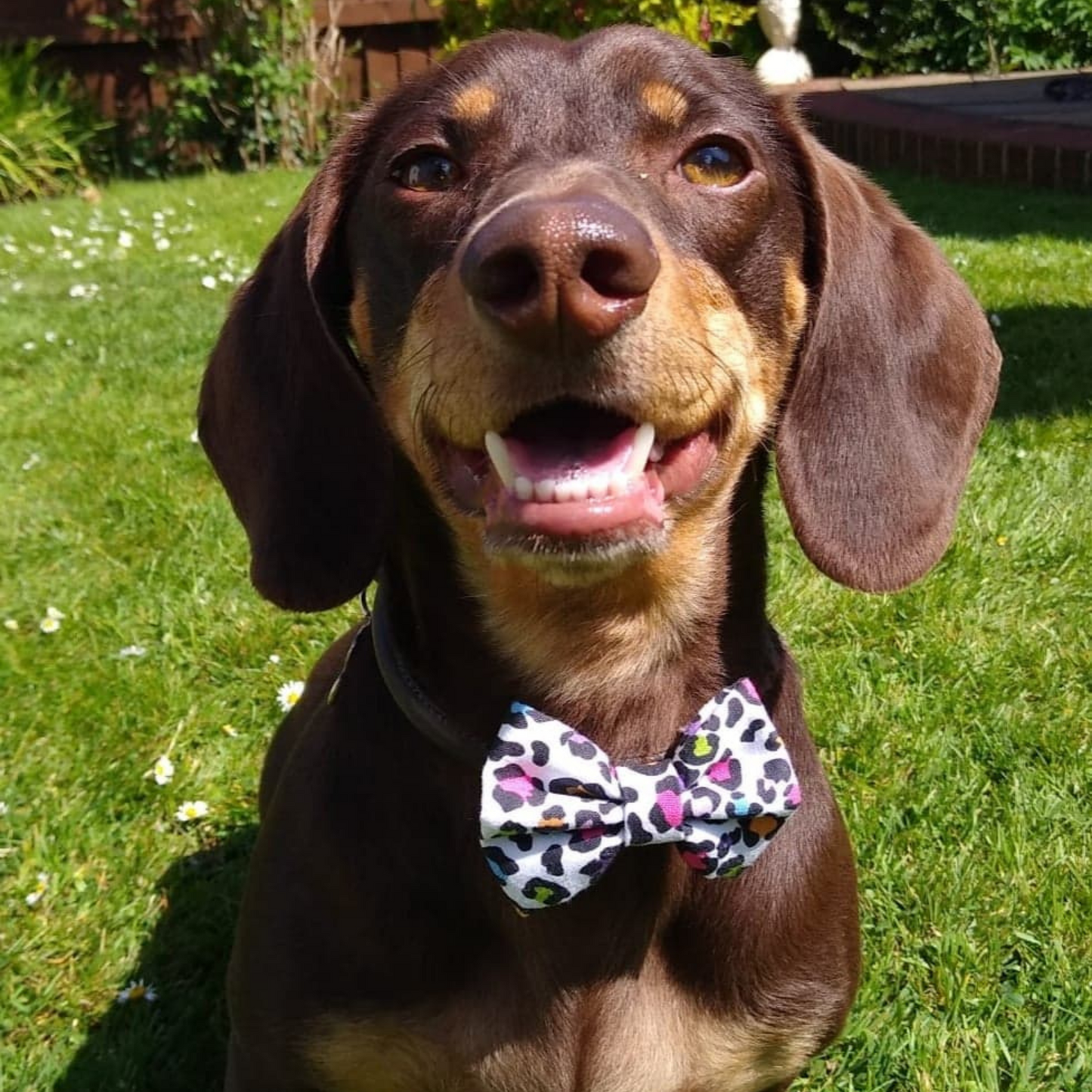 Puzzle Bow Tie