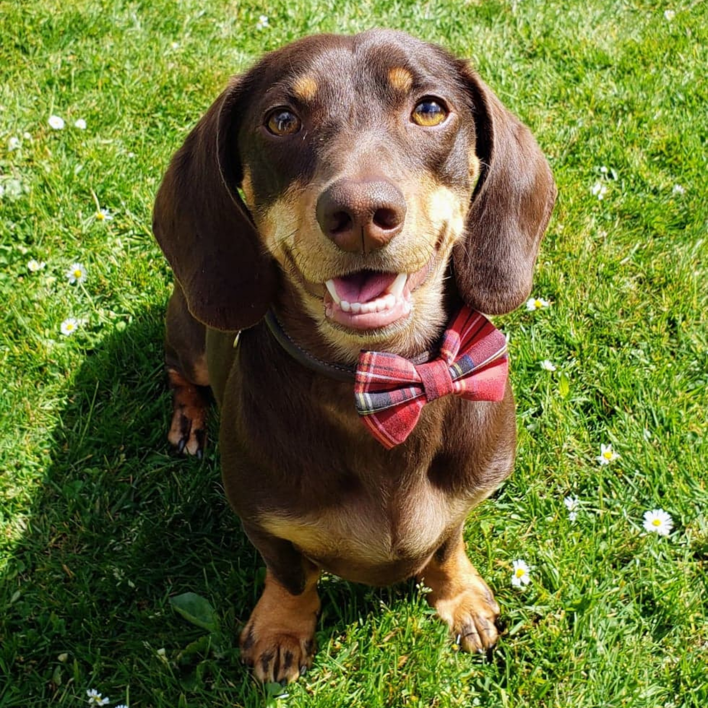 Wilma Bow Tie