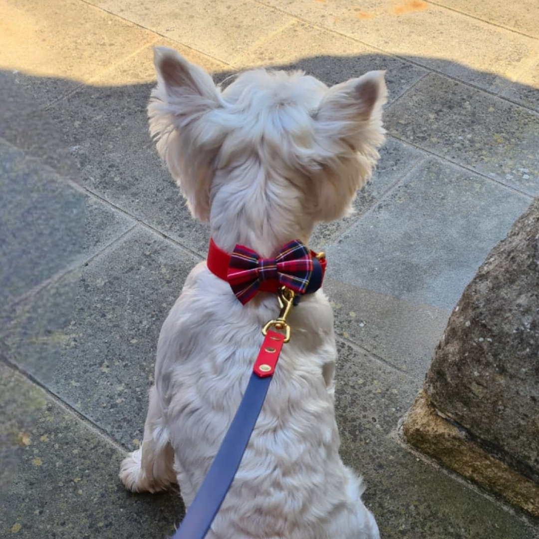 Wilma Bow Tie